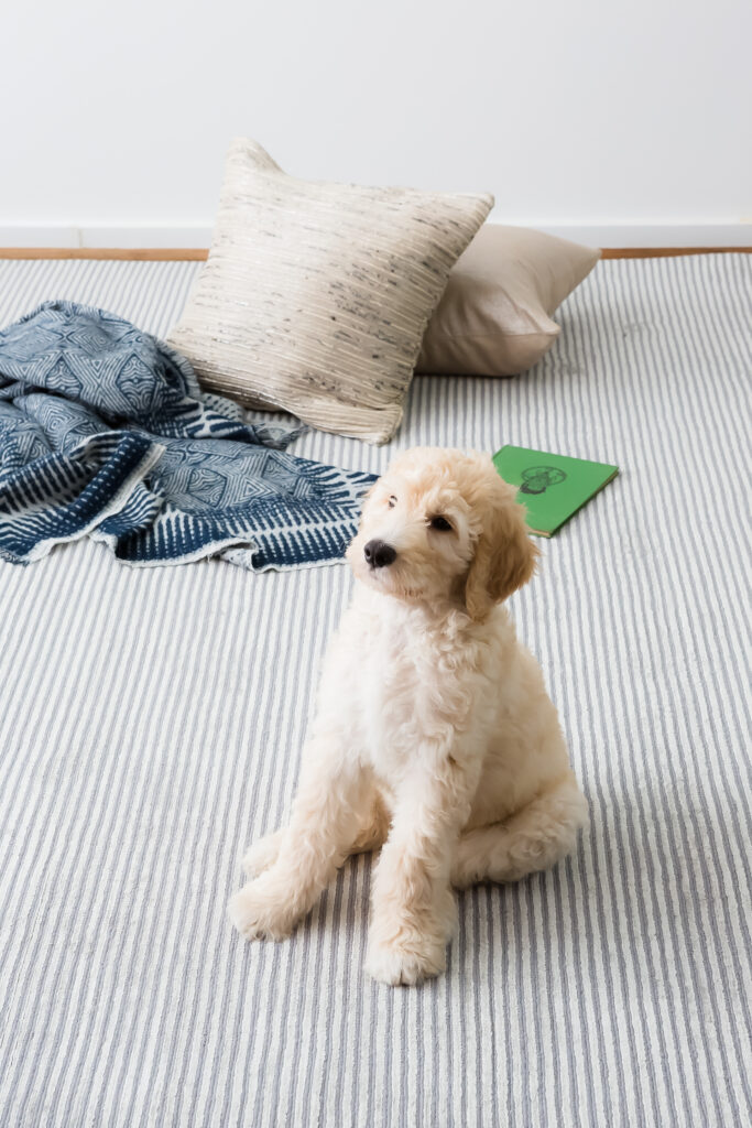 A white puppy sits on a light gray rug with cream pillows and a blue throw