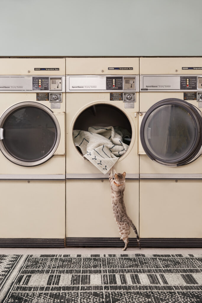 A cat reaches into a laundry machine at a laundromat