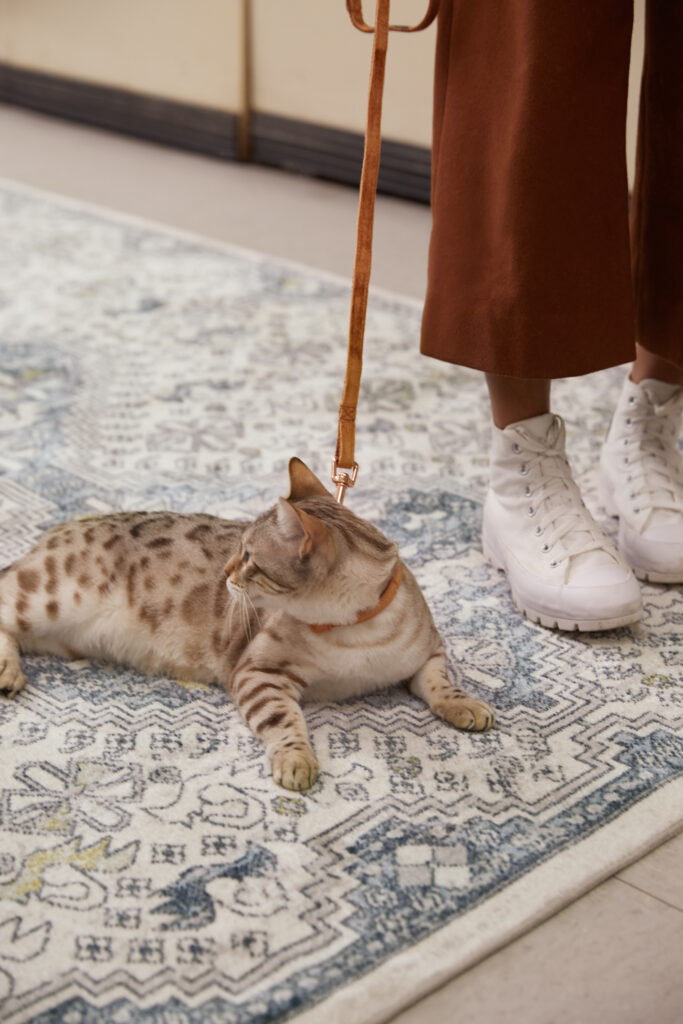 A cat wearing a leash lays on a blue and white patterned rug